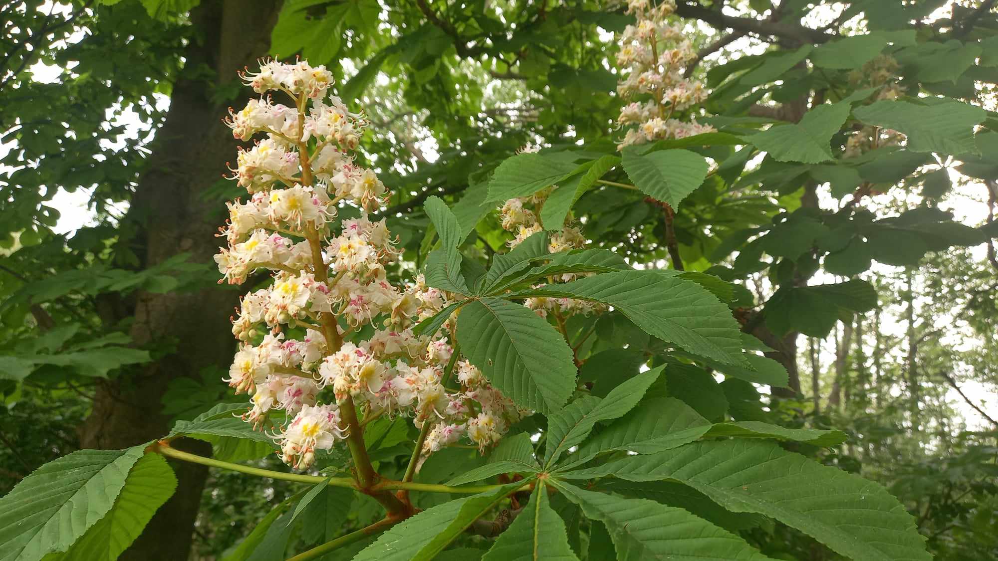 Ekodrogerie z českých kaštanů